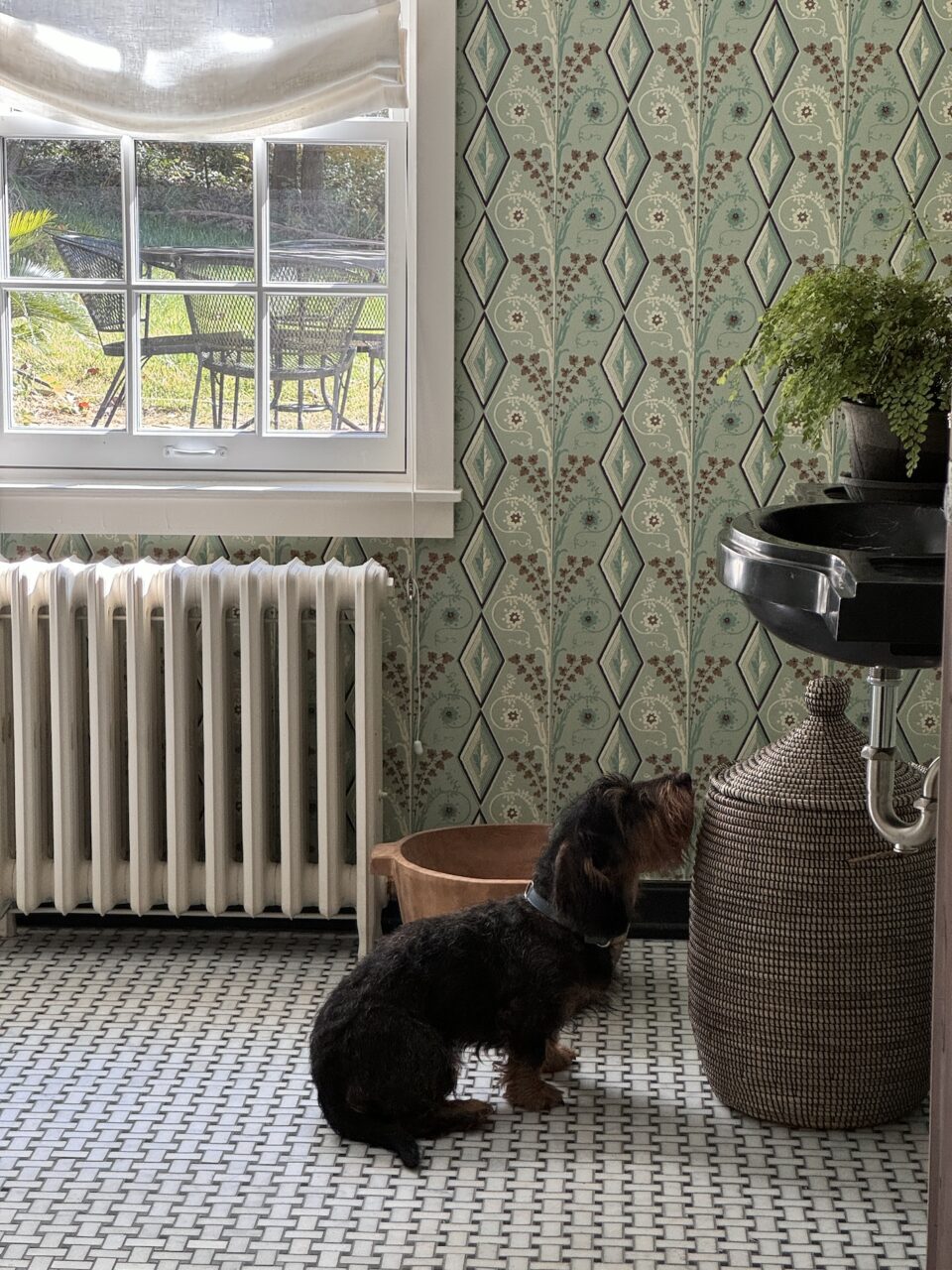 Long Haired Dachshund Sitting In Bathroom